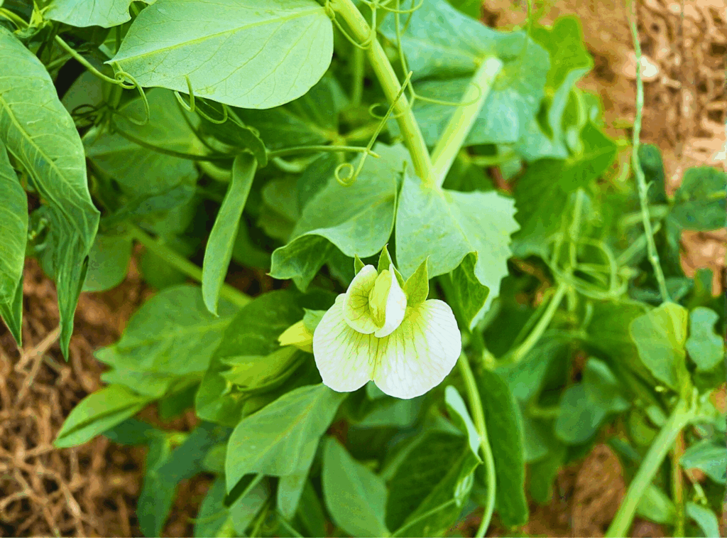 Green Peas