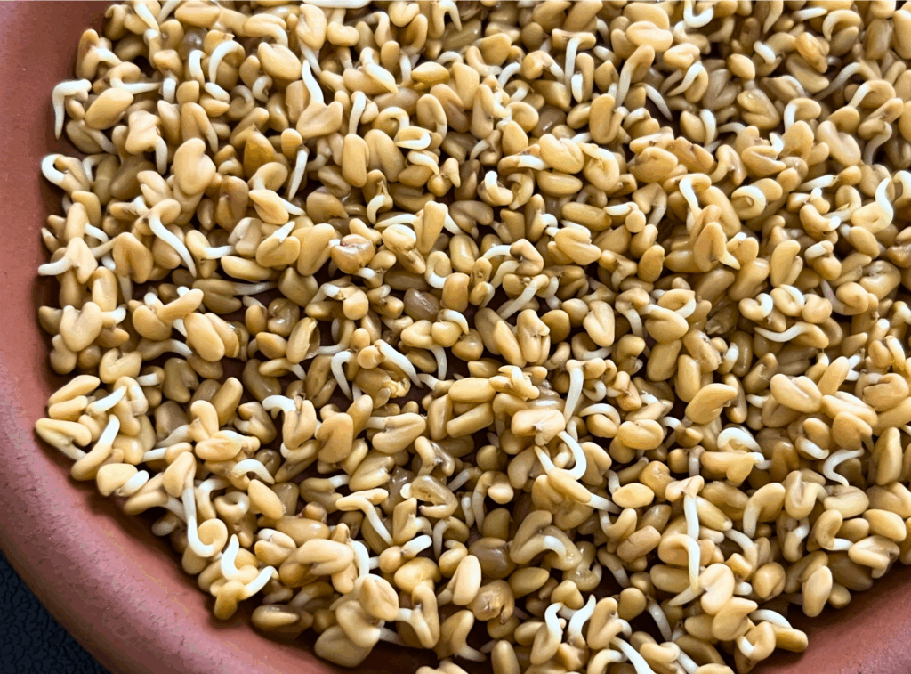 How To Grow Fenugreek Microgreens