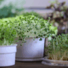 How To Grow Chia Microgreens