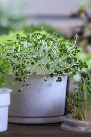 How To Grow Chia Microgreens