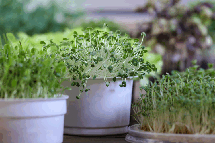 How To Grow Chia Microgreens