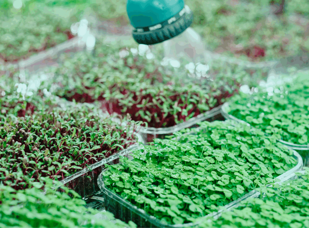 Microgreens