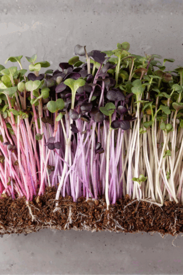 Microgreens