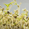 How to Grow Moong Microgreens
