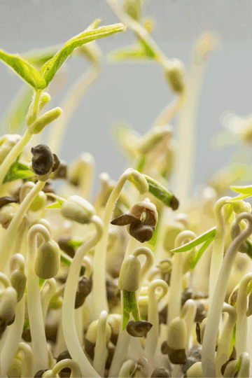 How to Grow Moong Microgreens