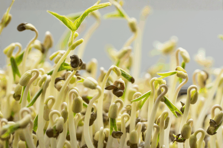 How to Grow Moong Microgreens
