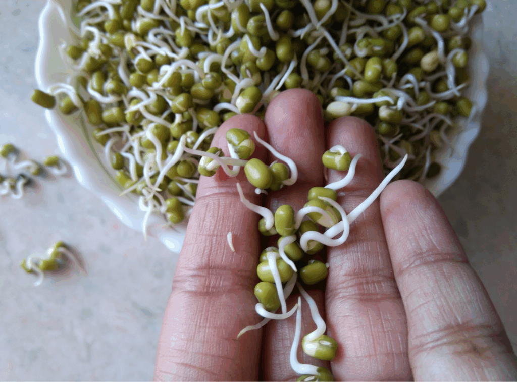 How to Grow Moong Microgreens