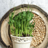 How to Grow Chickpea Microgreens