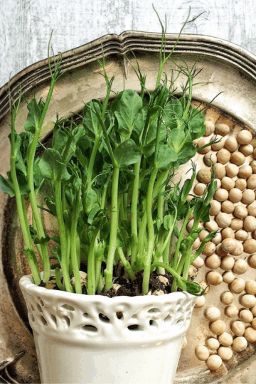 How to Grow Chickpea Microgreens