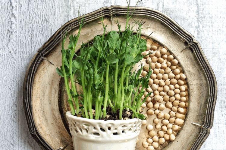 How to Grow Chickpea Microgreens