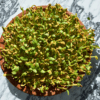 How to Grow Methi Fenugreek Microgreens