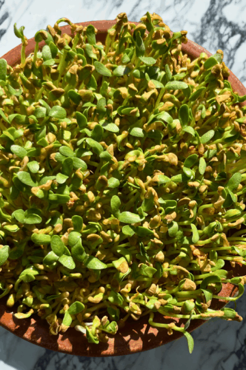 How to Grow Methi Fenugreek Microgreens