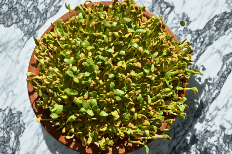 How to Grow Methi Fenugreek Microgreens